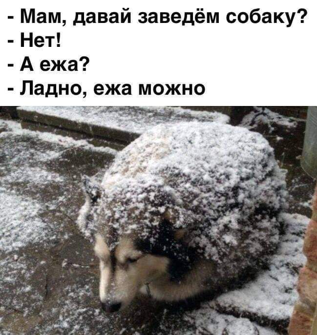 Мам давай заведём собаку Нет А ежа Ладно ежа можно