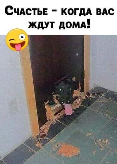 СЧАСТЬЕ КОГДА ВАС