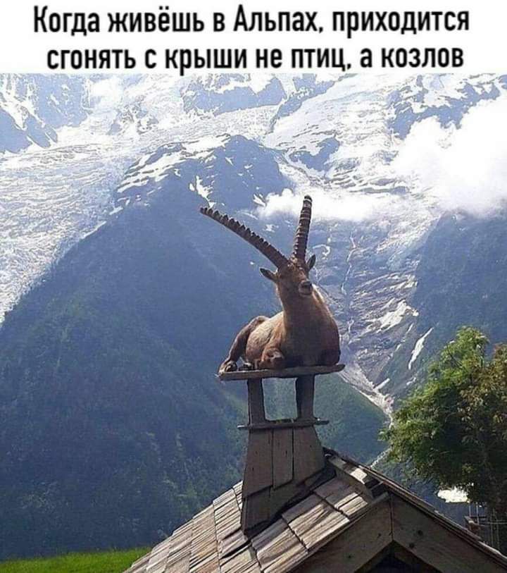 Когда живёшь в Альпах приходится сгонять с крыши не птиц а козлов