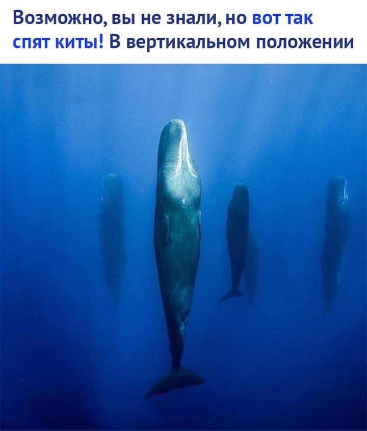 ВОЗМОЖНО ВЫ не знали НО ВОТ так СПЯТ КИТЫ В БеРТИКЗЛЬНОМ ПОЛОЖ6НИИ