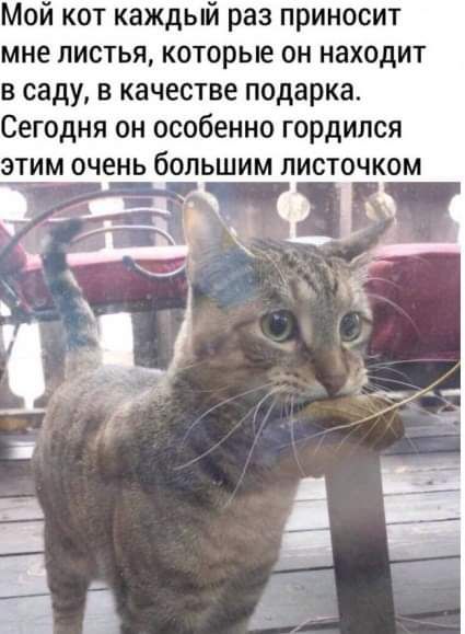 Мой кот каждый раз приносит мне листья которые он находит в саду в качестве подарка Сегодня он особенно гордился этим очень большим писточком