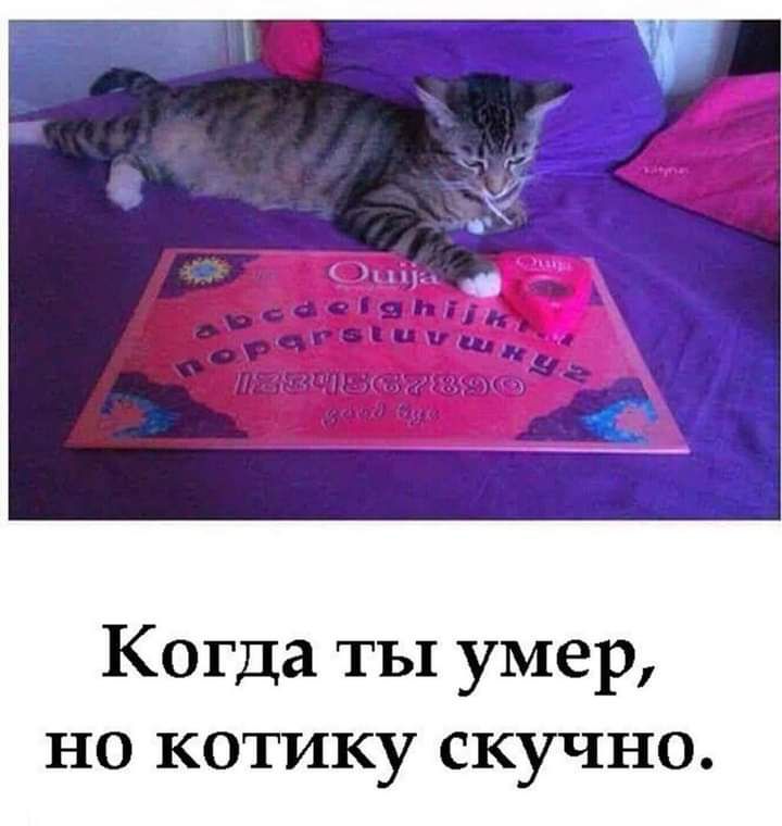 Когда ты умер но котику скучно