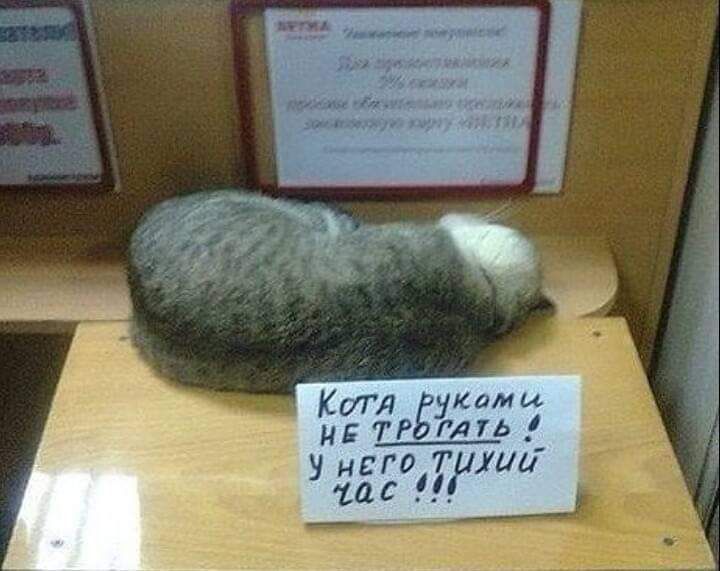 Котя к от и Р 1 70 У него ис хип