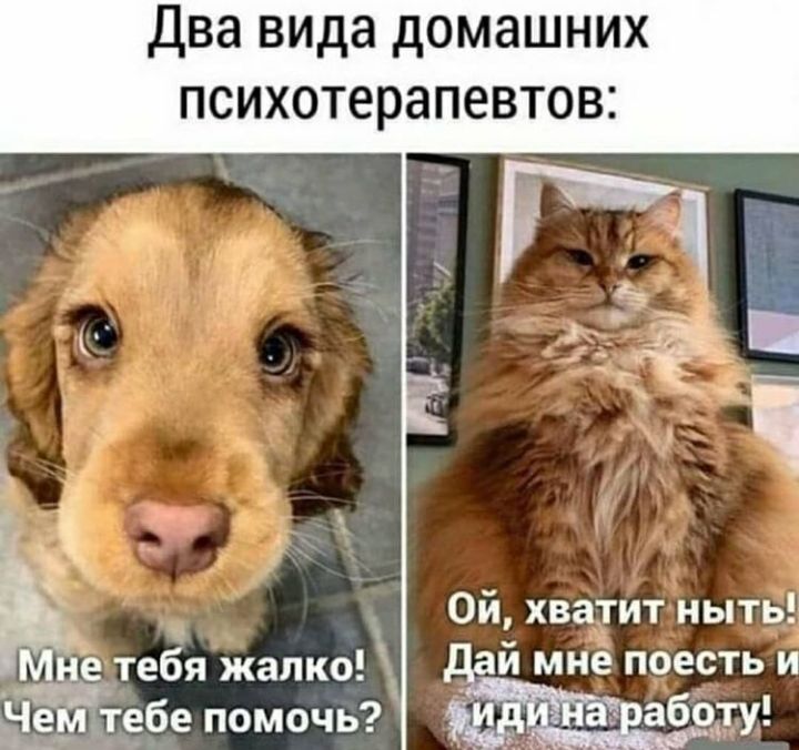 Два вида домашних психотерапевтов _ ъ 0и хватит ныть Мне тебя жалко й мне поесть и ЕЁМ тебе помочь
