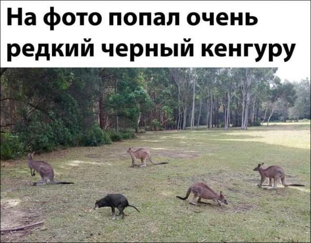 На фото попал очень редкий черный кенгуру