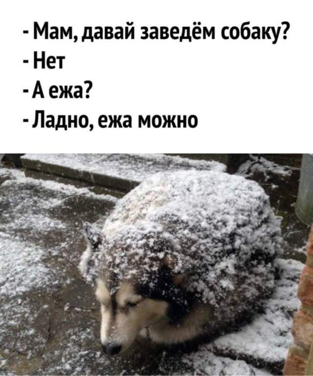 Мам давай заведём собаку Нет А ежа Ладно ежа можно