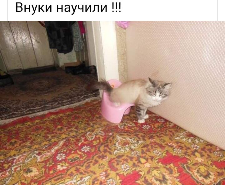 Внуки научили