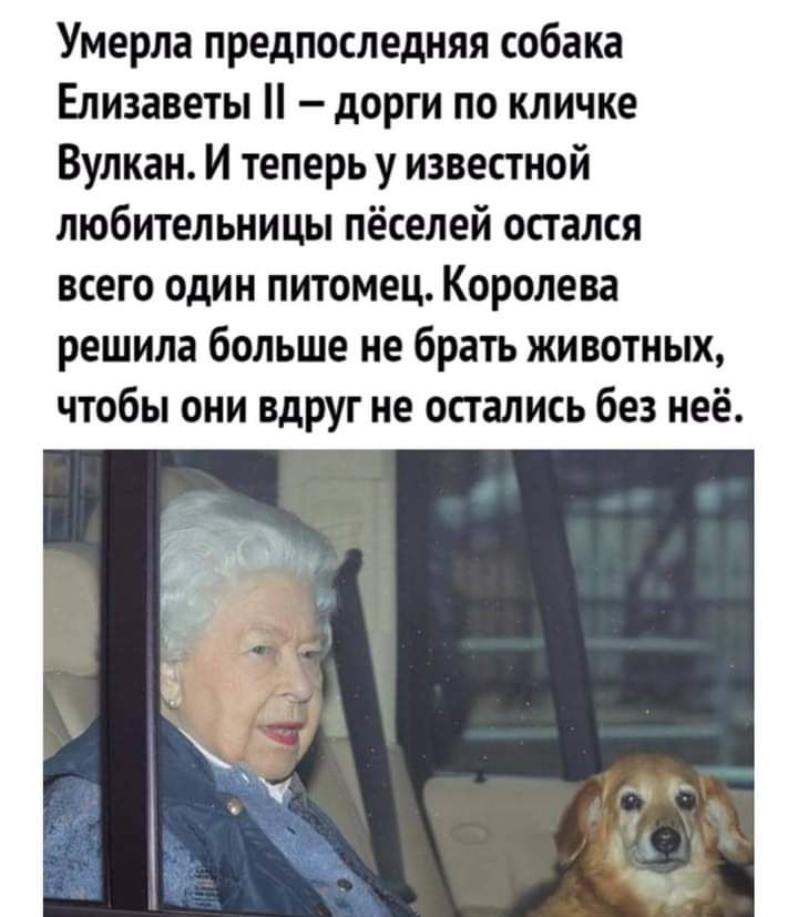 Умерла предпоследняя собака Елизаветы дорги по кличке Вулкан И теперь у известной любительницы пёселей остался всего один питомец Королева решила больше не брать животных чтобы они вдруг не остались без неё