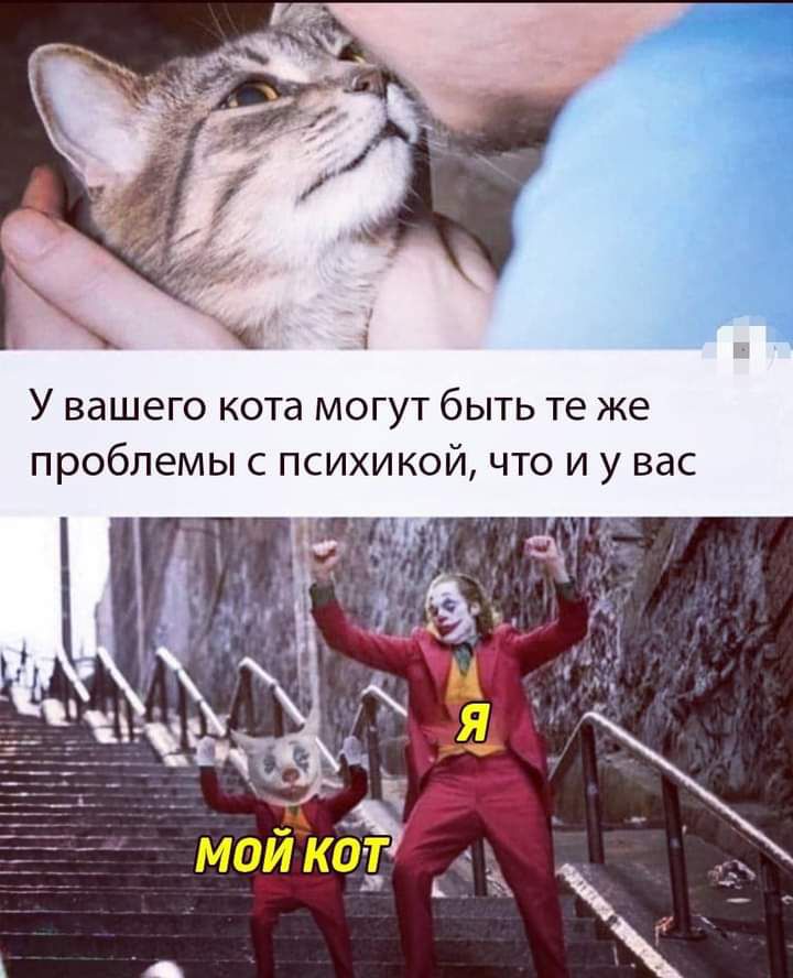 У вашего кота могут быть те же проблемы с психикой что и у вас