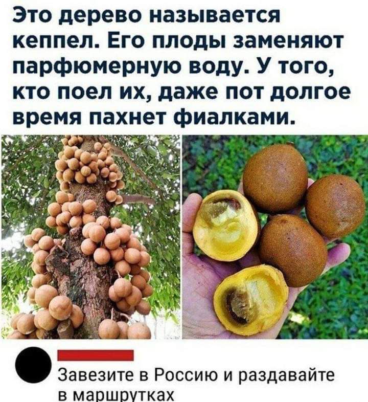 Это дерево называется кеппел Его плоды заменяют парфюмерную воду У того кто поел их даже пот долгое время пахнет фиалками О Завезите в Россию и раздавайте в маршрутках