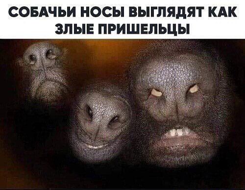 СОБАЧЬИ НОСЫ ВЫГЛЯДЯТ КАК ЗЛЫЕ ПРИШЕЛЬЦЫ