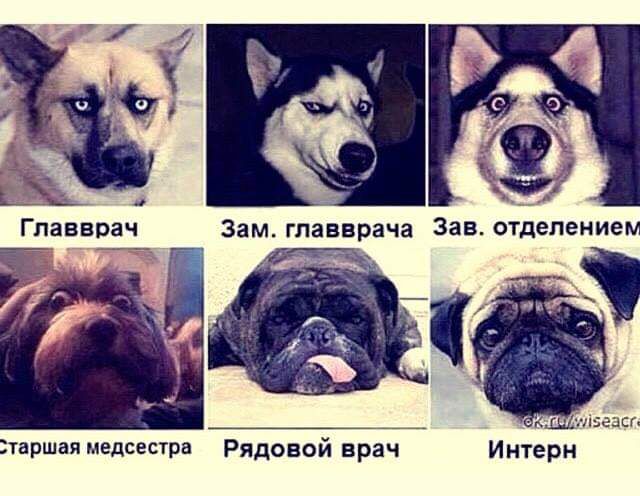 Главврач Е У таршая мёдсестра Рядовой врач Интерн