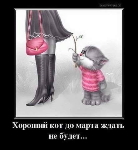 Хоршшпі кот до марта искать не будет