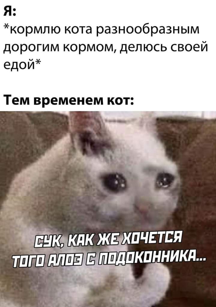 Я кормлю кота разнообразным дорогим кормом делюсь своей едой Тем временем КОТ