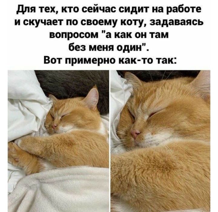 для тех кто сейчас сидит на работе и скучает по своему коту задаваясь вопросом а как он там без меня один Вот примерно как то так