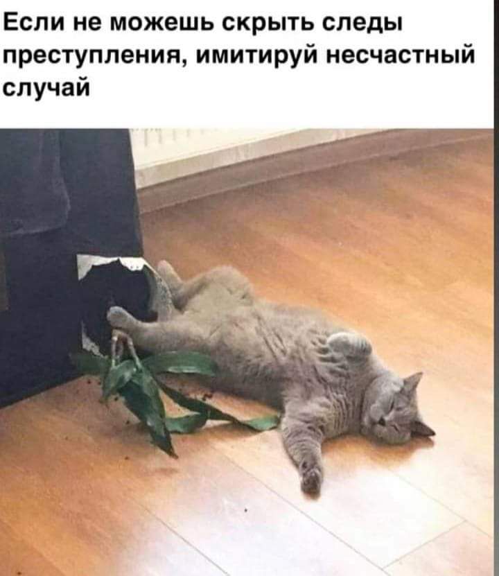 Если не можешь скрыть следы преступления имитируй несчастный случай