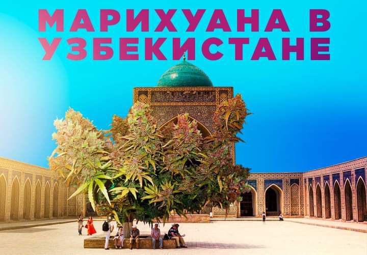 МАРИХУАНА В УЗБЕКЕСТАНЕ