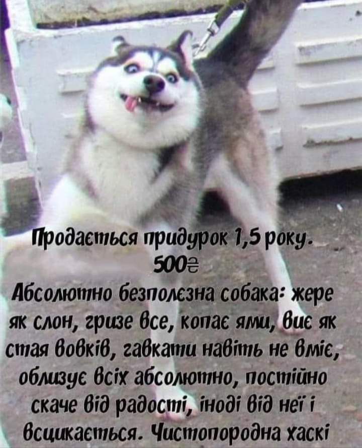 Продасться прид 5 рікуд Абсолютно безпоміака жаре як слои грпзе Все кійіае я бис як стая бабкЮ габкати натть не 6міе обмане Всіх абсолютно постійно скаче від радості іноді Від неіі Всшлкаеться чЕют9породна хаскі
