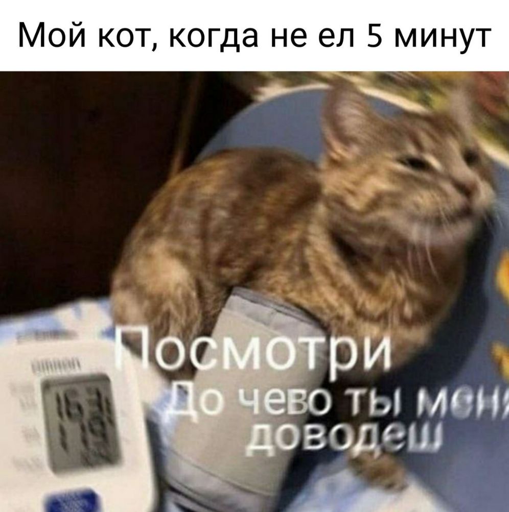 Мой кот когда не ел 5 минут