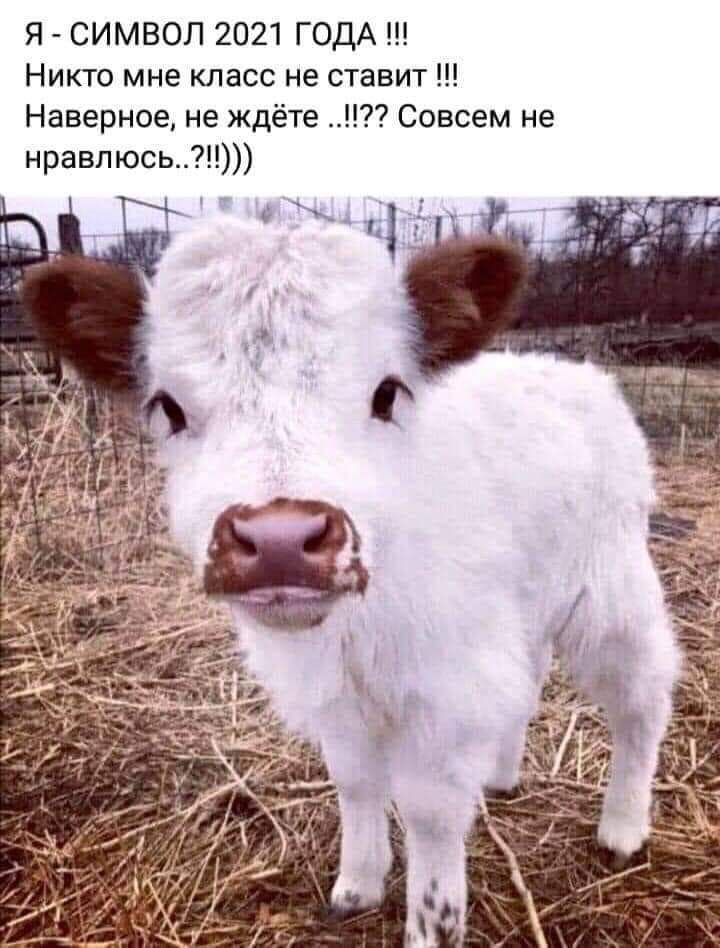 Я СИМВОЛ 2021 ГОДА Никто мне класс не ставит Наверное не ждёте Совсем не нравлюсь