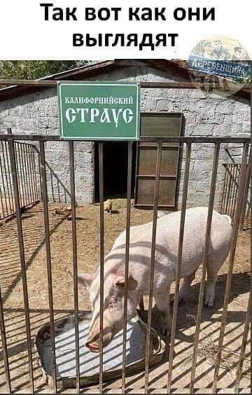 И н от КЯ ым вь ЖВ Т