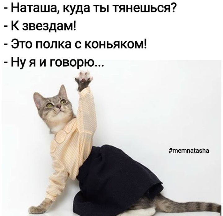 Наташа куда ты тянешься К звездам Это полка с коньяком Ну я и говорю тетпакаэпа