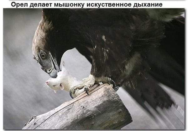 Ореп делает мышонку искуственное дыхание