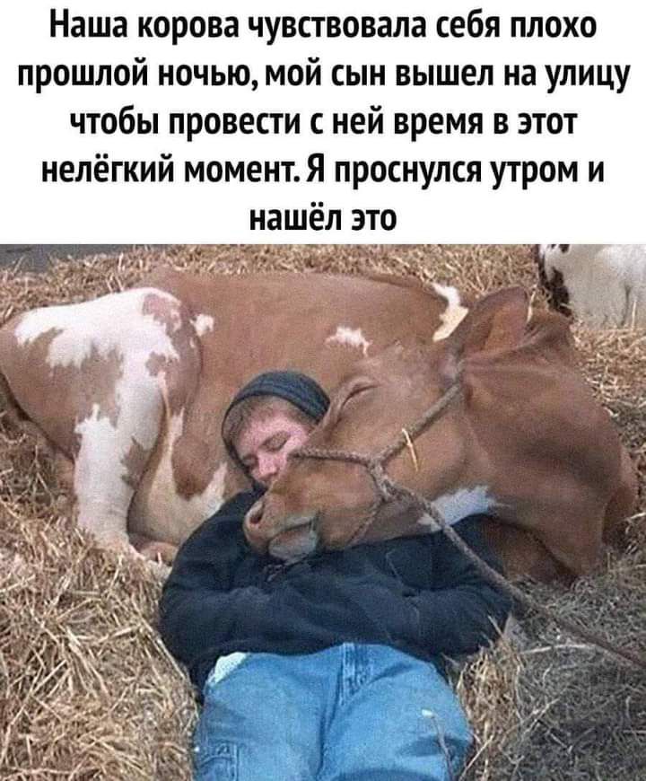 Наша корова чувствовала себя плохо прошлой ночью мой сын вышел на улицу чтобы провести с ней время в этот нелёгкий моментЯ проснулся утром и нашёл это