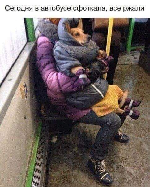 Сегодня в автобусе сфоткала все ржали