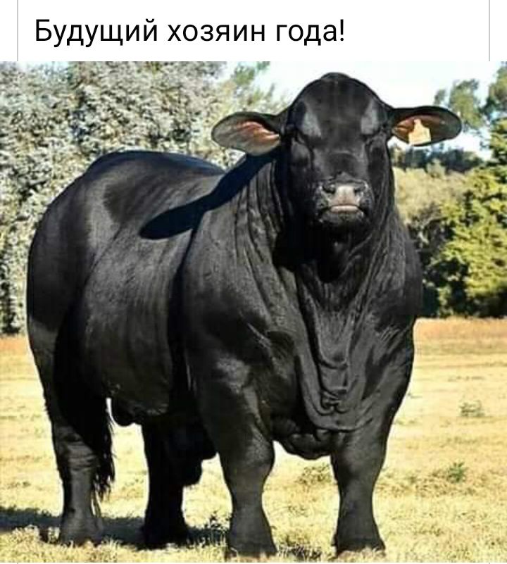 Будущий хозяин года