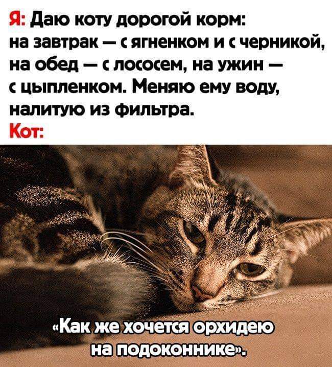 Дайте кота. Дорогой корм для кота. Дорогой кот. Кот дали. Коты под фильтрами