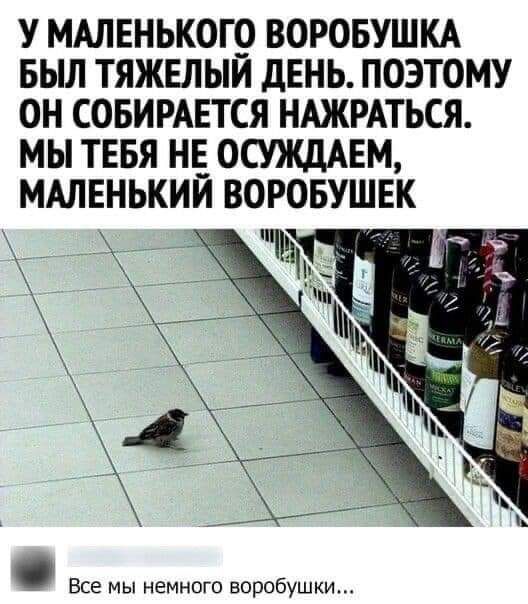 У МАЛЕНЬКОГО ВОРОБУШКА БЫЛ ТЯЖЕЛЫИ дЕНЬ ПОЭТОМУ ОН СОБИРАЕТСЯ НАЖРАТЬСЯ МЫ ТЕБЯ НЕ ОСУЖДАЕМ МАЛЕНЬКИЙ ВОРОБУШЕК Все мы немного воробушки