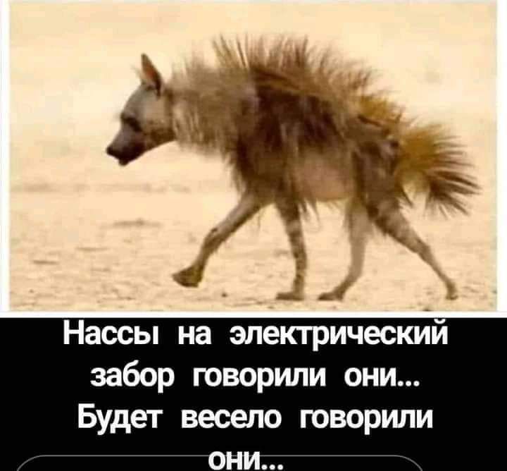 Нассы на электрический забор говорили они Будет весело говорили ОНИ