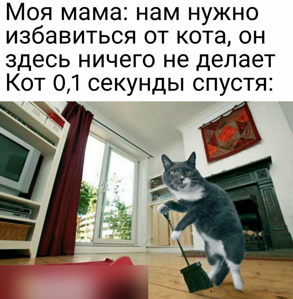 Моя мама Нам НУЖно избавиться от кота он Здесь НИЧего не делает Кот 01 секуН ды СПУстя _