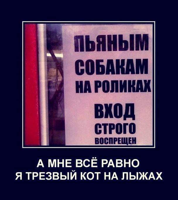 пьяным ЁЁ помним ШШД строю А мнв_всЁ РАВНО я ТРЕзвыи кот НА ЛЫЖАХ