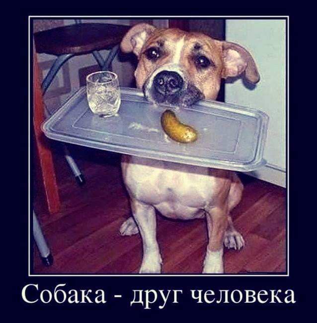 Собака друг человека