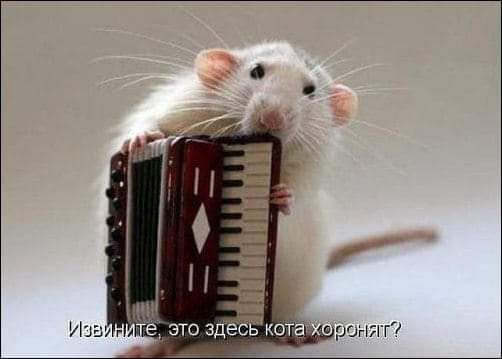 Изв а ронгггі