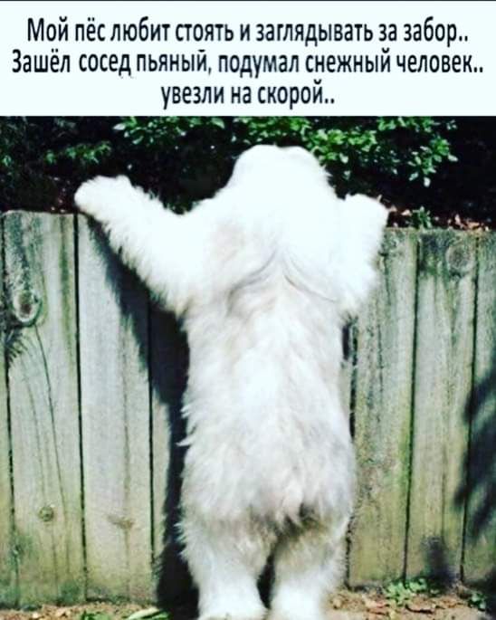 Мой пёс любит стоять и заглядывать за забор Зашел сосед пьяный подумал снежным человек увезли на скорои
