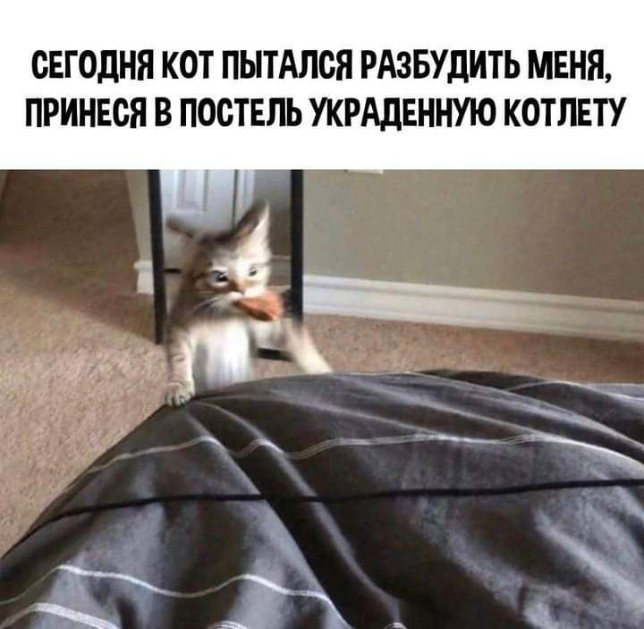 СЕГОДНЯ КОТ ПЫТАЛОЯ РАЗБУДИТЬ МЕНЯ ПРИНЕОН В ПОСТЕЛЬ УКРАДЕННУЮ КОТЛЕТУ