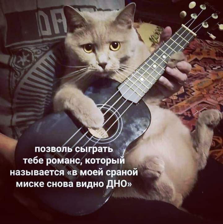 тебе романс которы называется в моей сраной миске снова видно днс ь