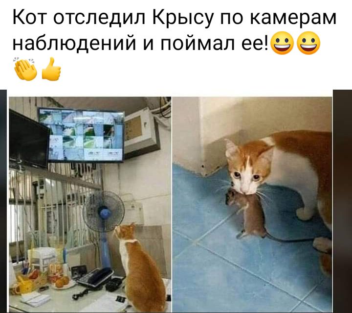 Кот отследил Крысу по камерам наблюдений и поймал ееч