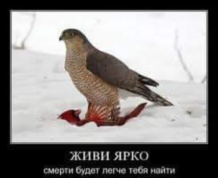 ЖПНН ЯР м тд еще Ппц