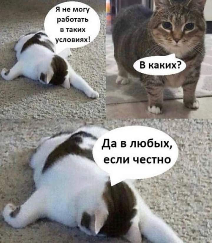 Я не могу работать в таких условиях Да в любых а 3 если ЧЕСТНО_