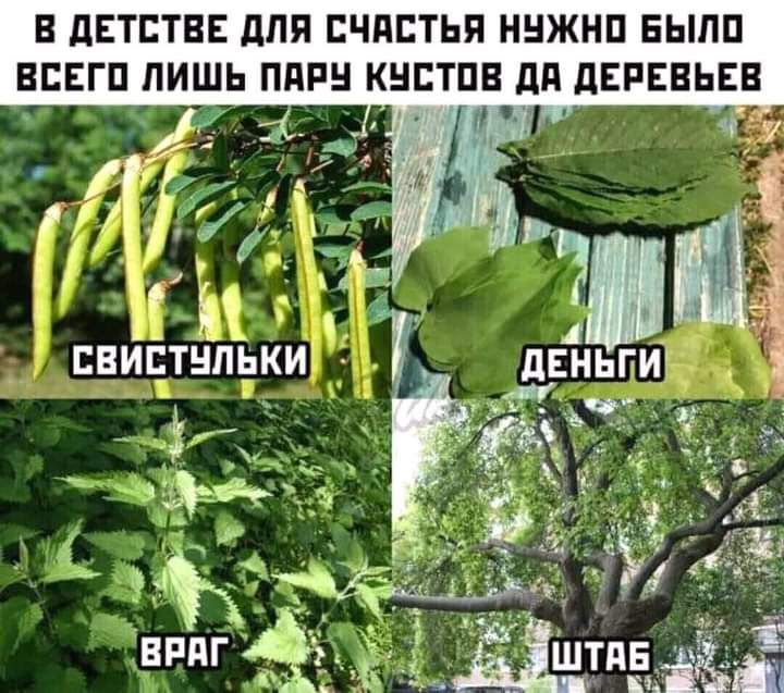 В дЕТПТВЕ ЛПП БЧЯСТЬЯ ННЖНП БЫПП ВЕЕГП ПИШЬ ПдРН КНЕТПВ дд дЕРЕВЬЕВ и 7 іё ИЁСЪ Пай БВИЁТНПЬКИ дЕНЬПИЁі