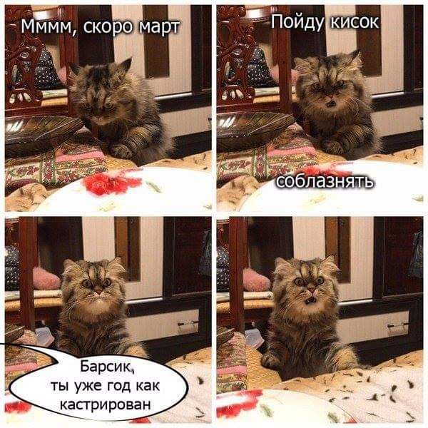 ТЫ УЖЕ ГОД КВК кастрирован
