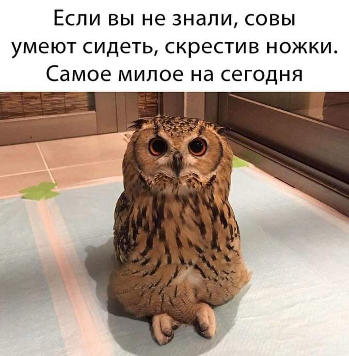 Если вы не знали совы умеют СИДЕТЬ скрестив ножки Самое милое на сегодня