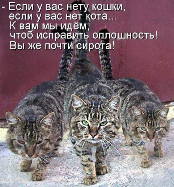 Если у вас нетукошки если у вас нет кота К вам мы идём чтоб исправить оплошность Вы же почти рИрога _ _ ч