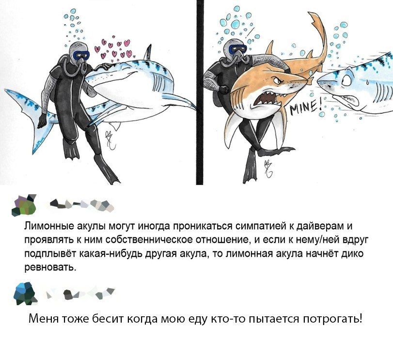 ЛИМОННЫЭ ЭКУЛЫ МОГУТ ИНОГДЭ ПРОНИКЗТЬСЯ симпатией КДЗЙВЭРЭМ И ПРОЯВПЯТЬ К НИМ собственническое ОТНОШЕНИЭ И если К немуней вдруг ПОДППЫВЁТ какая нибудь ЦРУГЕЯ акула ТО ПИМОННЭЯ акула начнёт ДИКО ревновать 0 Меня ТОЖЕ бесит когда МОЮ еду КТО ТО пытается ПОТрОГЗТЬ