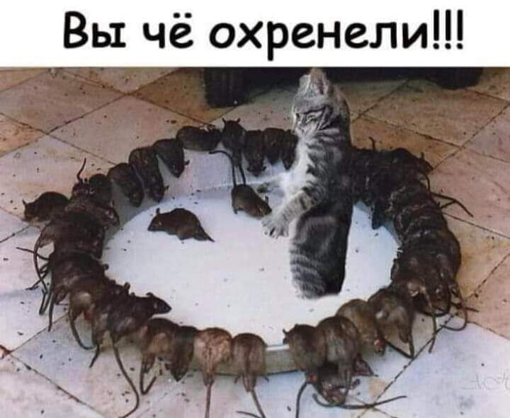 Вы чё охренели