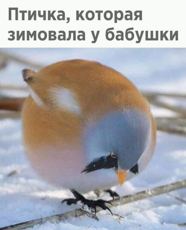 Птичка которая зимовала у бабушки ч